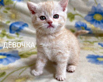 Кошки в Санкт-Петербурге: Британские короткошерстные котята Мальчик, 6 000 руб. - фото 4