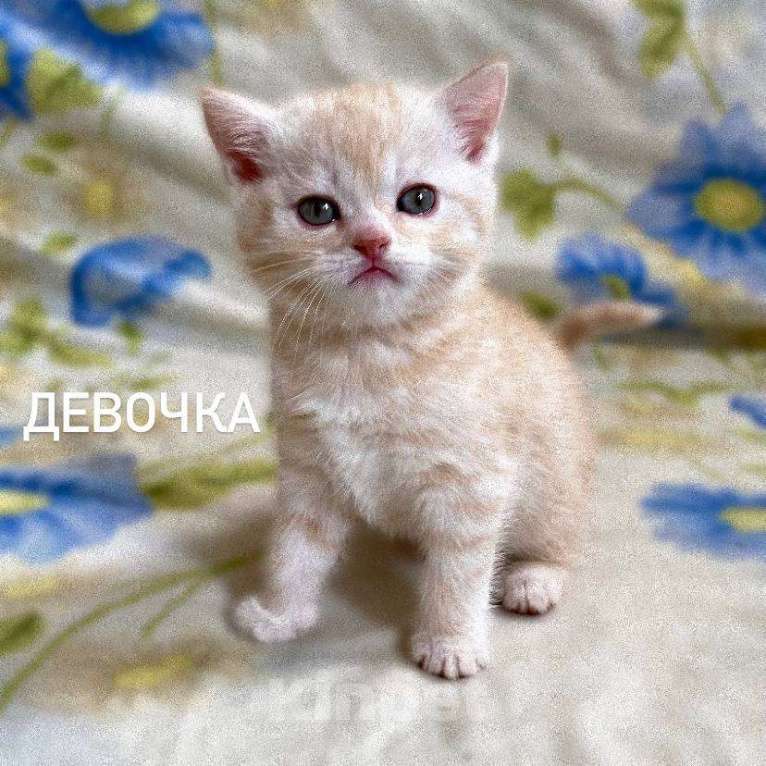 Кошки в Санкт-Петербурге: Британские короткошерстные котята Мальчик, 6 000 руб. - фото 4