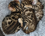 Кошки в Сургуте: Бенгальские котята Мальчик, 22 000 руб. - фото 10