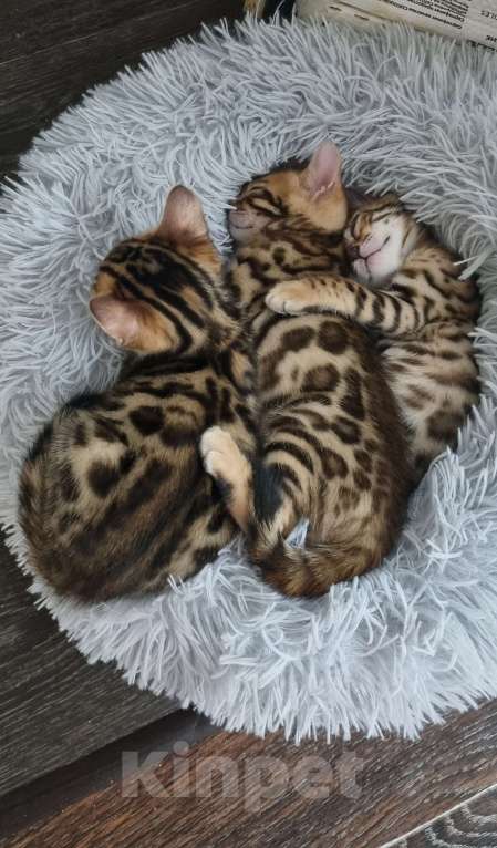 Кошки в Сургуте: Бенгальские котята Мальчик, 22 000 руб. - фото 10