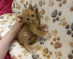Кошки в Санкт-Петербурге: Котята в добрые руки Мальчик, Бесплатно - фото 1