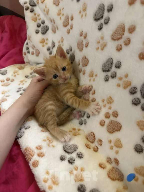 Кошки в Санкт-Петербурге: Котята в добрые руки Мальчик, Бесплатно - фото 1
