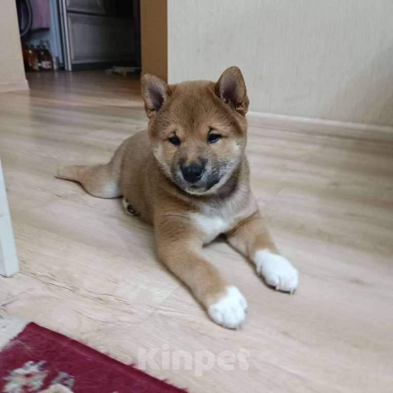Собаки в Кирове:  Щенки сиба ину  Мальчик, 35 000 руб. - фото 3