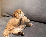 Кошки в Екатеринбурге: Шотландский вислоухий котенок Мальчик, 25 000 руб. - фото 1
