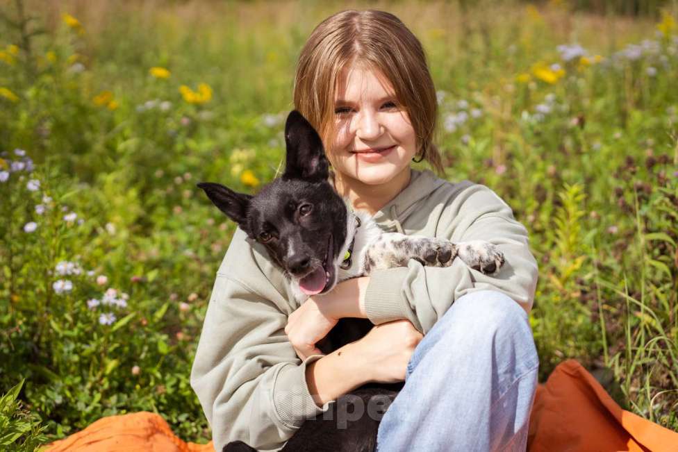 Собаки в Москве: Месси, некрупный щенок из приюта Мальчик, Бесплатно - фото 9