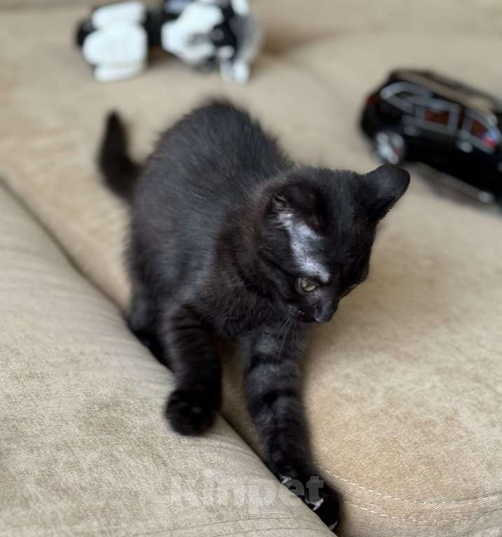 Кошки в Саратове: Котёнок вислоухий  Мальчик, Бесплатно - фото 1