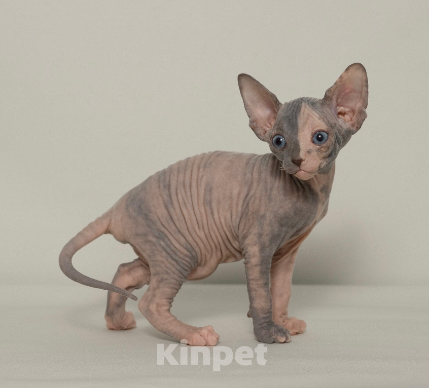 Кошки в Москве: Котенок девочка Девочка, Бесплатно - фото 3