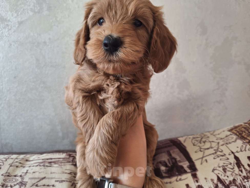 Собаки в Тюмени: Карликовый пудель  Мальчик, 55 руб. - фото 5