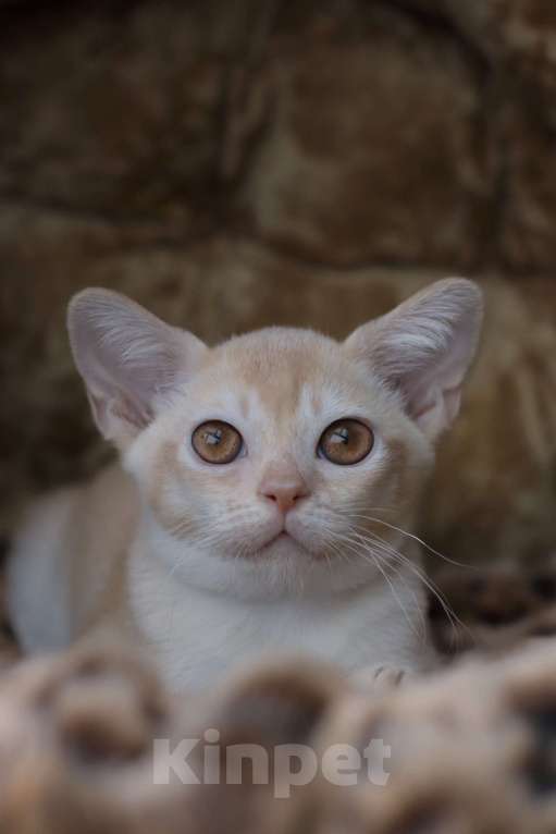 Кошки в Москве: Бурманский котенок Мальчик, Бесплатно - фото 3