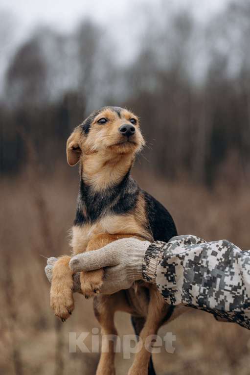 Собаки в Москве: Маленькая девочка из приюта ищет дом! Девочка, Бесплатно - фото 8