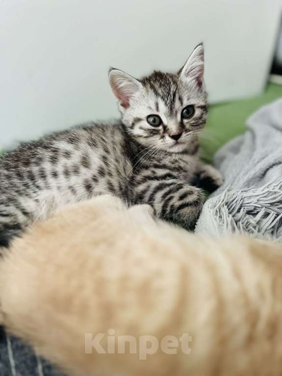 Кошки в Санкт-Петербурге: Шотландский котенок продажа Мальчик, 15 000 руб. - фото 7