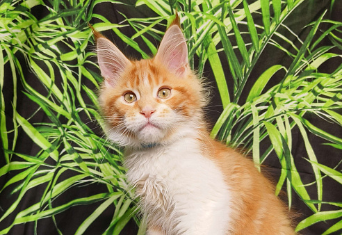 Котёнок Мейн Кун Мальчик