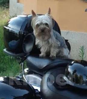 Собаки в Ростове-на-Дону: Йоркширский терьер  Девочка, 35 000 руб. - фото 1