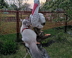 Кошки в Ливны: Невские маскарадные котята 2 м. -д.р.- 5 июля, 12 000 руб. - фото 8