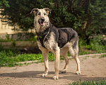 Собаки в Москве: Мальчик из приюта Боцман, добряк в дом Мальчик, 10 руб. - фото 6