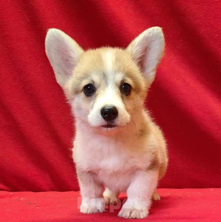 Собаки в Москве: Рыжики Мальчик, 50 000 руб. - фото 7