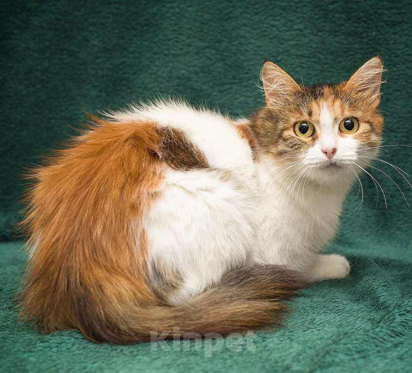 Кошки в Москве: Самая ручная и мурчательная кошка Девочка, Бесплатно - фото 2