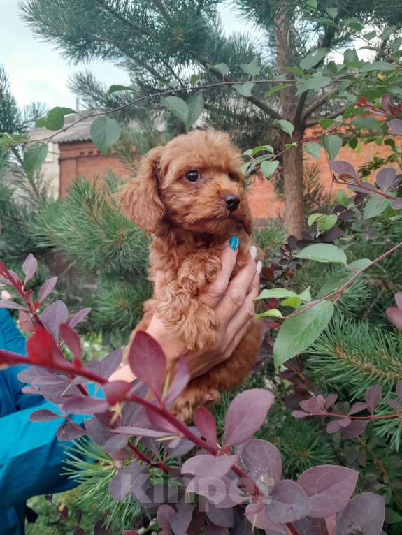 Собаки в Краснодаре: Пудель миниатюра  Девочка, 120 000 руб. - фото 2