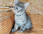 Кошки в Красноярске: Маленькая серая принцесса Девочка, 1 руб. - фото 1