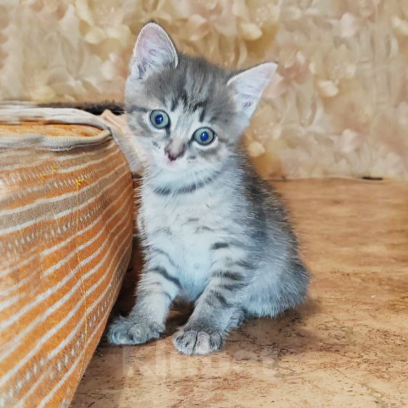 Кошки в Красноярске: Маленькая серая принцесса Девочка, 1 руб. - фото 1