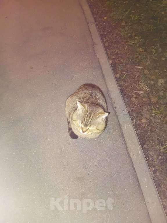 Кошки в Москве: Кот Мар ищет дом Мальчик, Бесплатно - фото 1