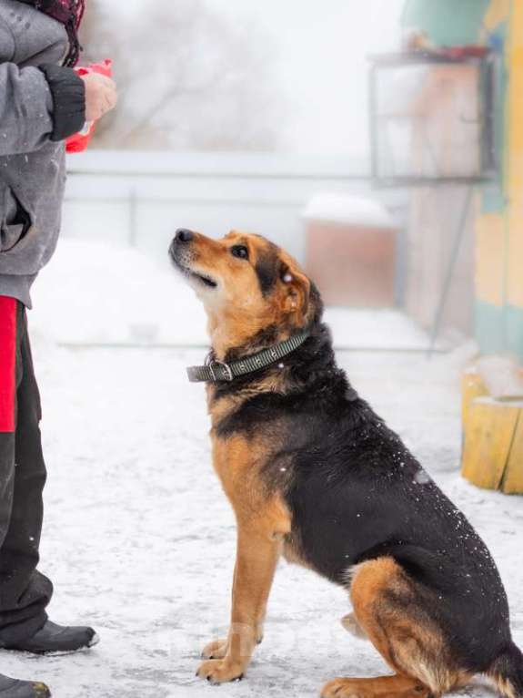 Собаки в Москве: Рона спасли от голодной смерти Мальчик, Бесплатно - фото 5