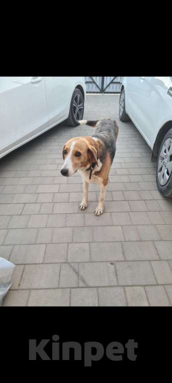 Собаки в других городах Ростовской области: Ищу Эльзу  Девочка, 5 000 руб. - фото 1