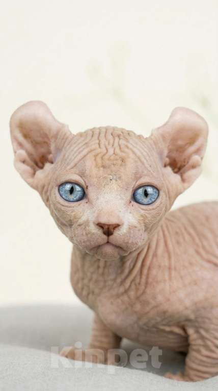 Кошки в Москве: Котёнок эльф Девочка, 85 000 руб. - фото 4