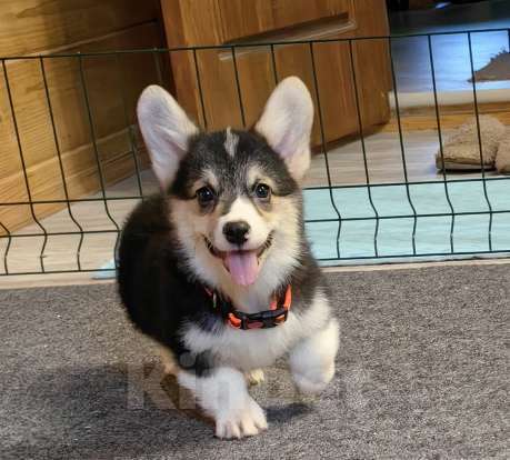 Собаки в Москве: Мальчик 3 мес. Вельш Корги Пемброк Мальчик, 40 000 руб. - фото 6