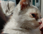Кошки в Рязани: Грустный котёнок в добрые руки Девочка, Бесплатно - фото 3