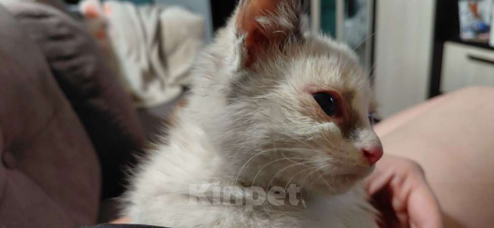 Кошки в Рязани: Грустный котёнок в добрые руки Девочка, Бесплатно - фото 3