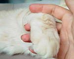 Кошки в Барнауле: Котята мейн-кун Мальчик, Бесплатно - фото 4