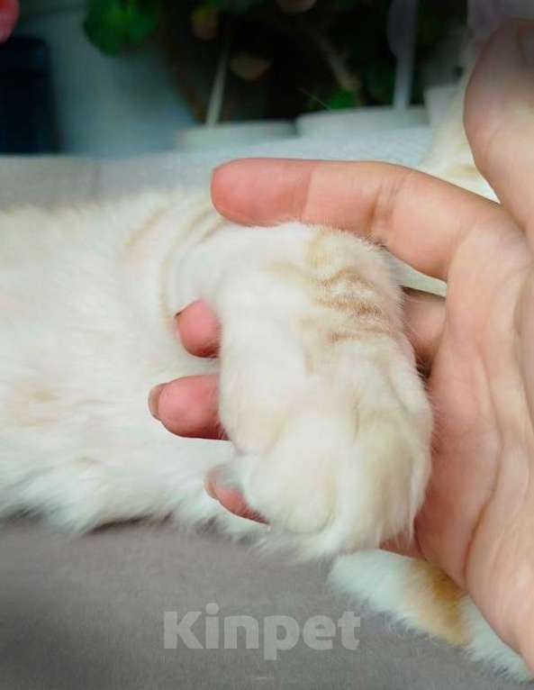 Кошки в Барнауле: Котята мейн-кун Мальчик, Бесплатно - фото 4