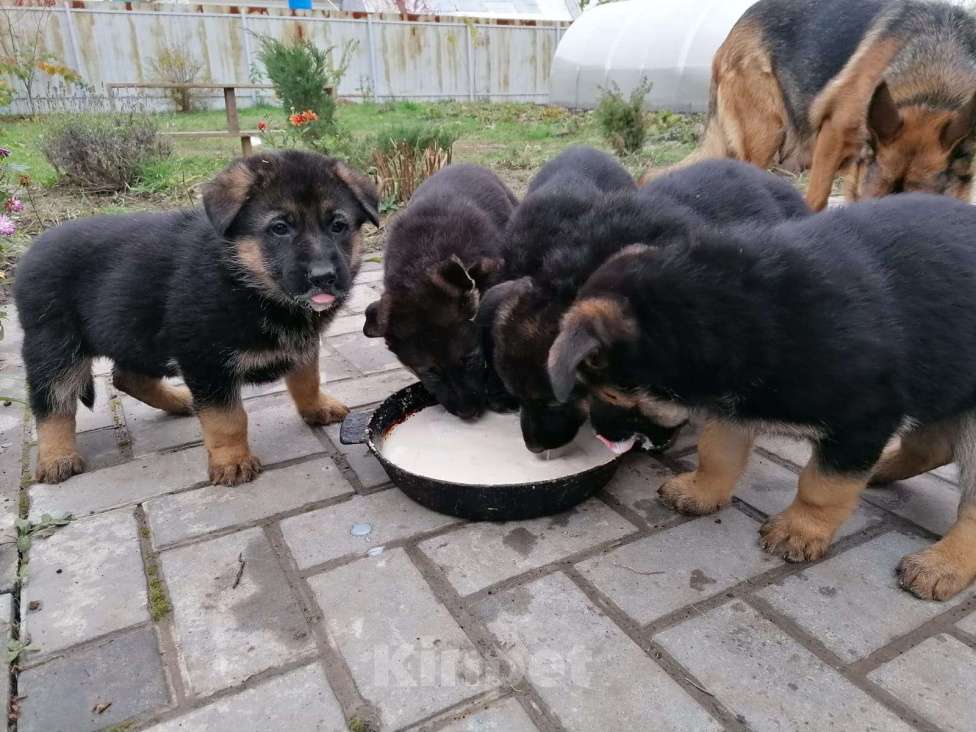 Собаки в Рязани: Продаются щенки немецкой овчарки Девочка, 12 000 руб. - фото 1