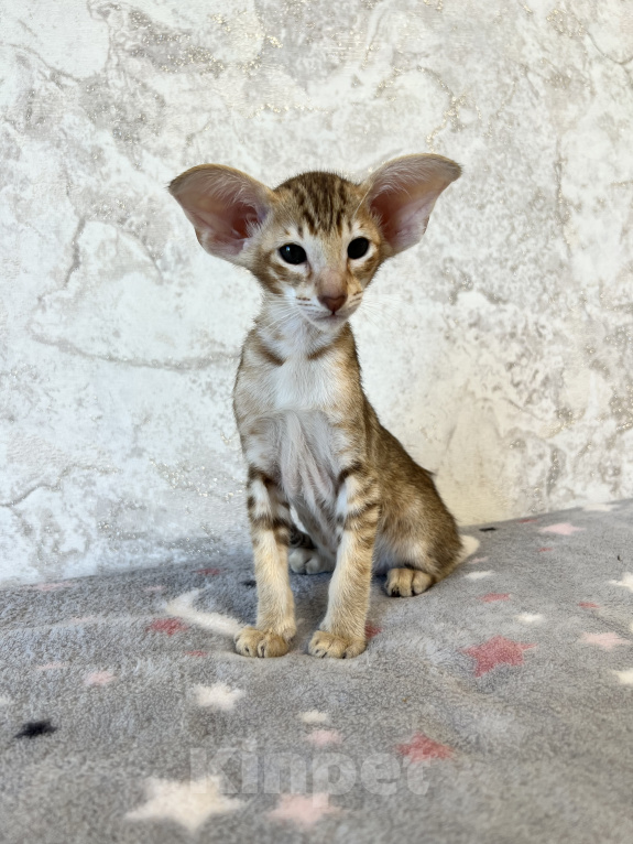 Кошки в Ярославле: Бронирование  Мальчик, 1 руб. - фото 9