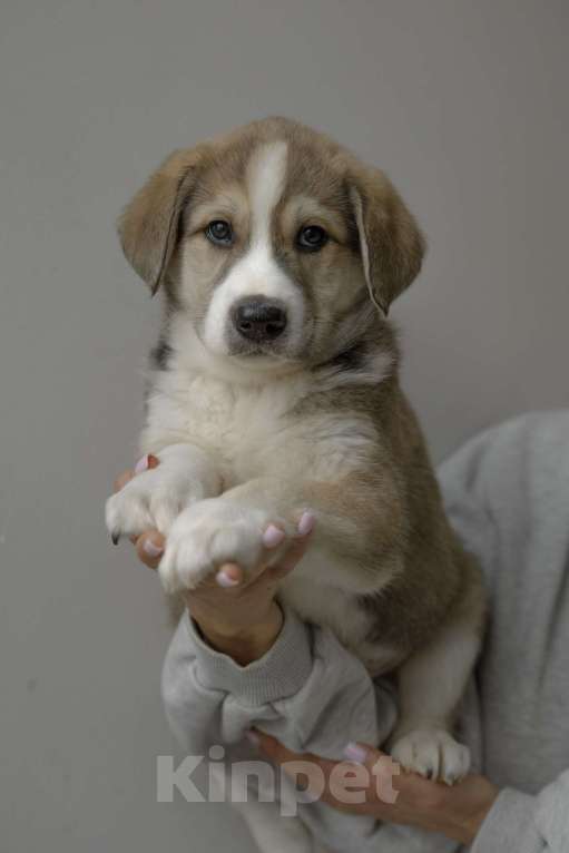 Собаки в Москве: Щенок Шалфей ищет дом Мальчик, Бесплатно - фото 6