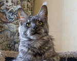 Кошки в Москве: Мейн кун, кошечка. Девочка, 6 000 руб. - фото 1