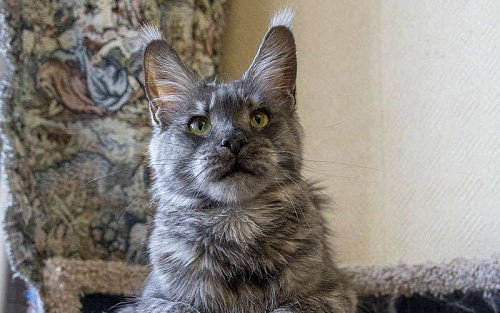 Мейн кун, кошечка.