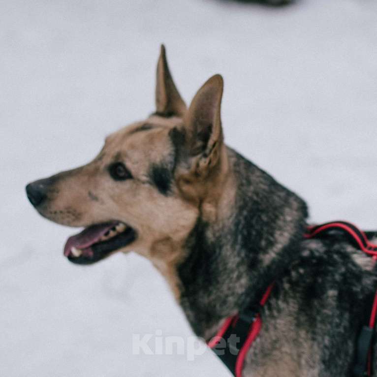 Собаки в Москве: Райдер Мальчик, Бесплатно - фото 3