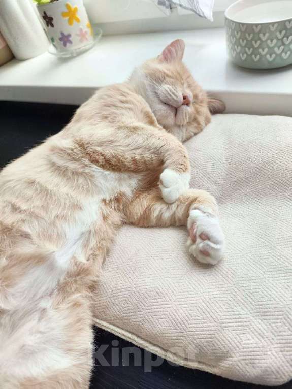 Кошки в Москве: классный кот Альберт очень ищет дом Мальчик, Бесплатно - фото 3