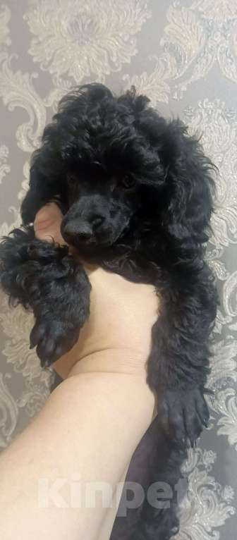 Собаки в других городах Ленинградской области: Мальчик Мальчик, 50 000 руб. - фото 4