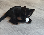 Кошки в Казани: Котёнок от русской голубой Девочка, Бесплатно - фото 2