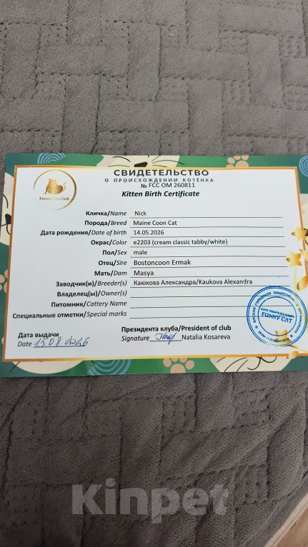 Кошки в Омске: Мейн-кун Мальчик, 35 000 руб. - фото 2