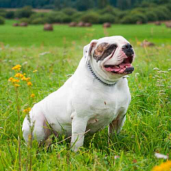 Американский бульдог