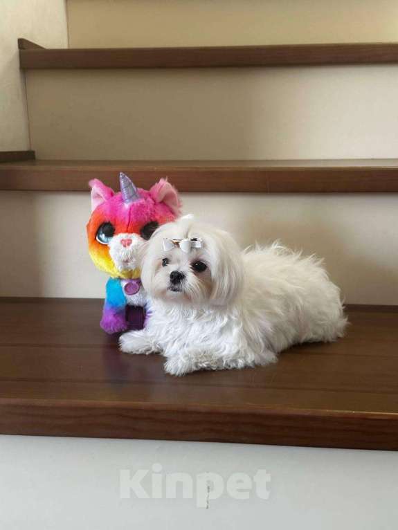 Собаки в Тюмени: Щенок Мальтийской болонки Девочка, 120 000 руб. - фото 1