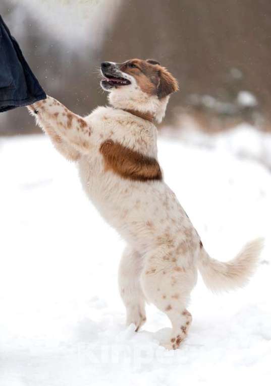 Собаки в Москве: Щенок Барбел — метис австралийской овчарки (аусси) в добрые руки Девочка, Бесплатно - фото 6