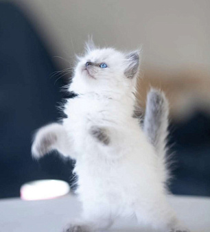 Самая любвеобильная малышку Рэгдолл 