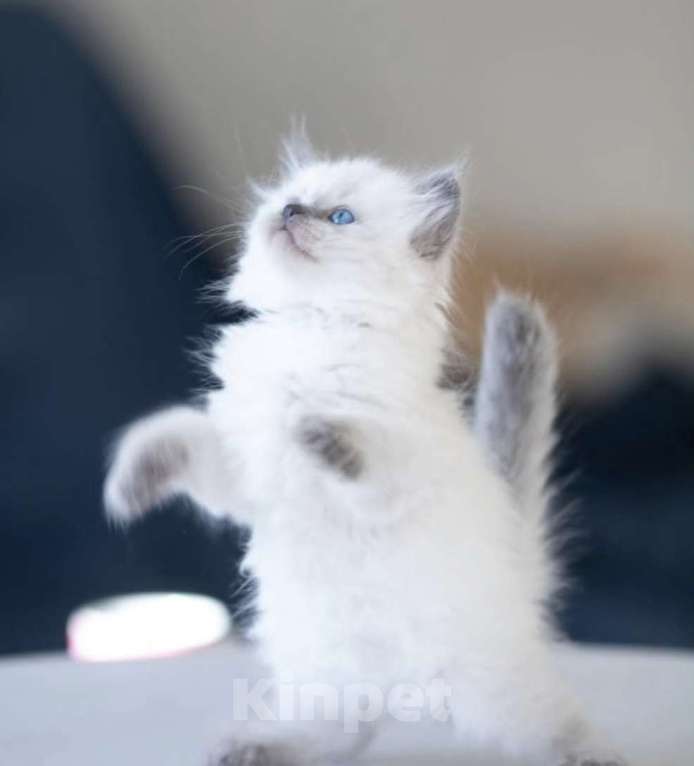 Кошки в Москве: Самая любвеобильная малышку Рэгдолл  Девочка, 80 000 руб. - фото 1