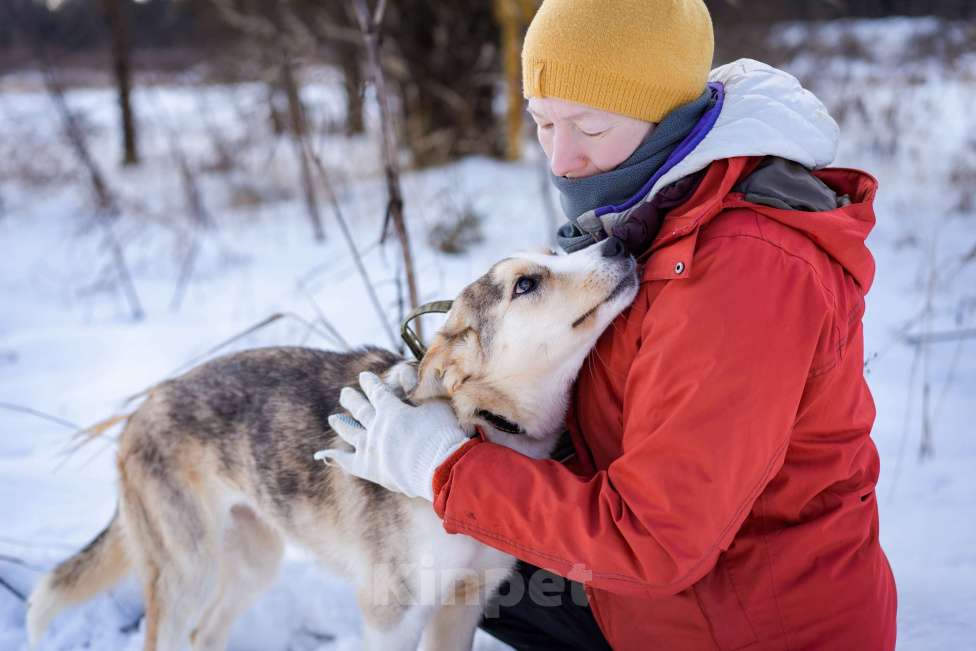 Собаки в Москве: Собака из приюта в добрые руки Девочка, Бесплатно - фото 6