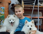 Собаки в Рязани: Продам щенков япоского шпица Девочка, 40 000 руб. - фото 2